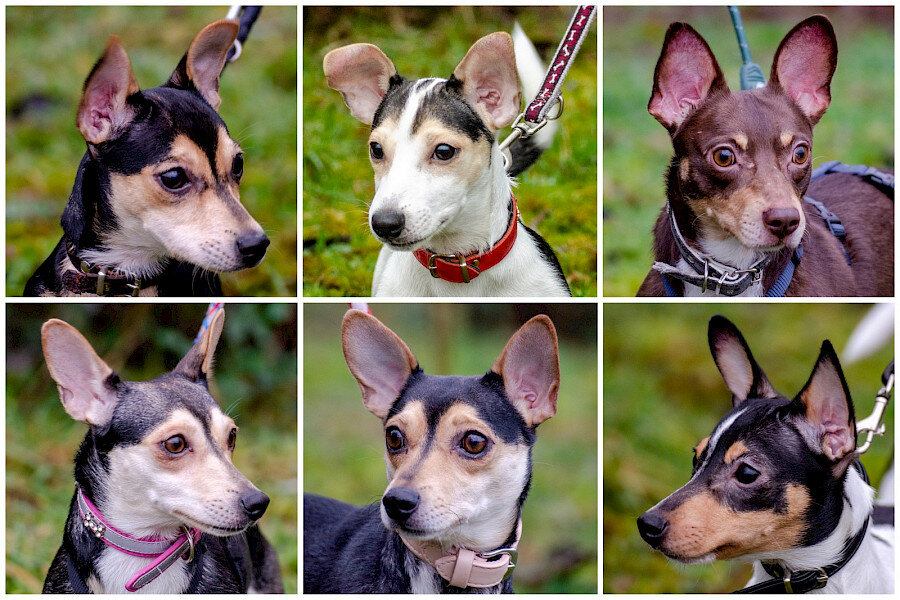 1-pinscher1.900x0 1-pinscher1.900x0