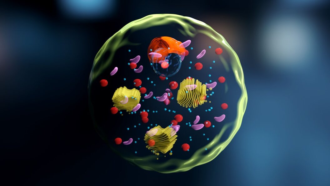 1_ProteinSynth_Zellejpg 1_ProteinSynth_Zellejpg