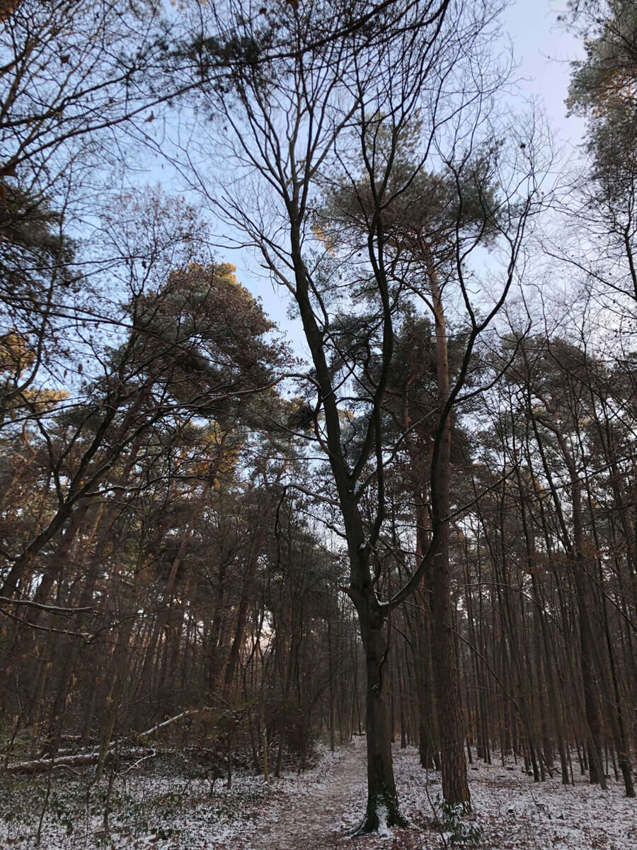 aaaSpicher-Wald-Troisdorf_klein (1) (1) aaaSpicher-Wald-Troisdorf_klein (1) (1)