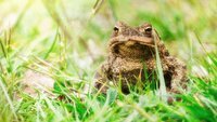 Amphibien-in-Altenrath-unterwegs_medium Amphibien-in-Altenrath-unterwegs_medium