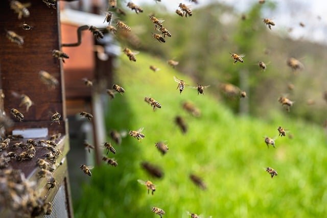 bees-7996596_640 bees-7996596_640