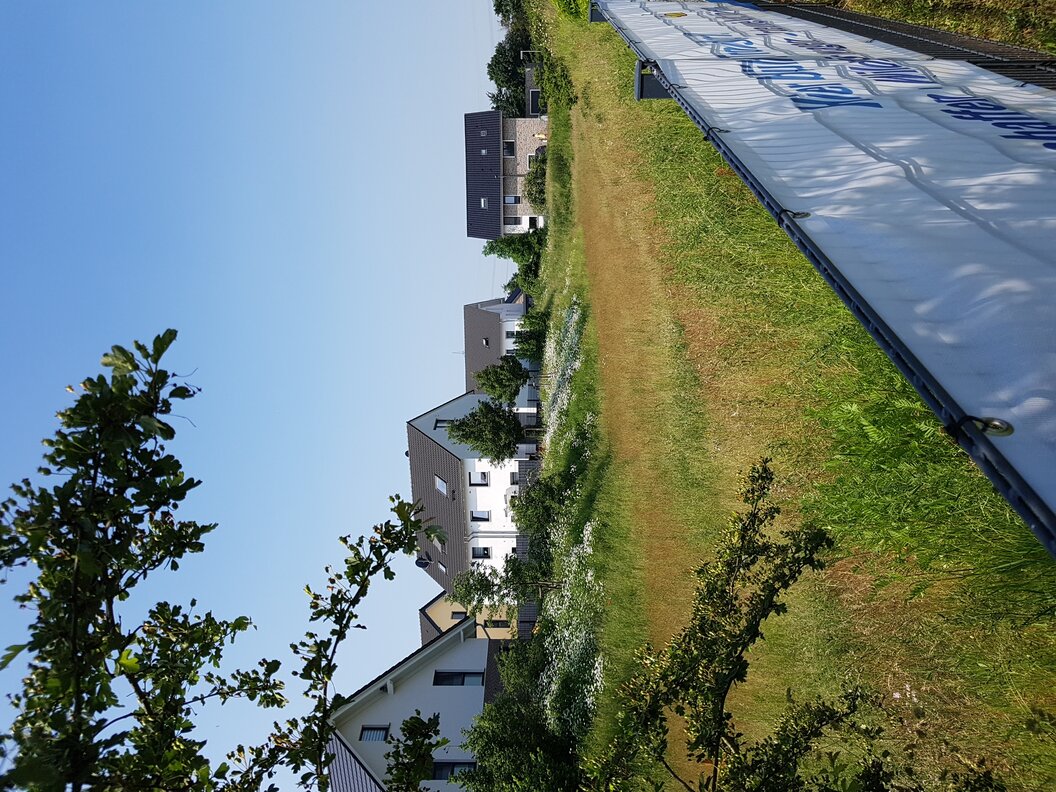 Blühstreifen_-_Wim-Nöbel-Straße Blühstreifen_-_Wim-Nöbel-Straße