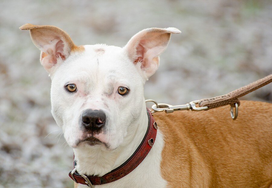brunhilde-20211222-003.900x0 brunhilde-20211222-003.900x0