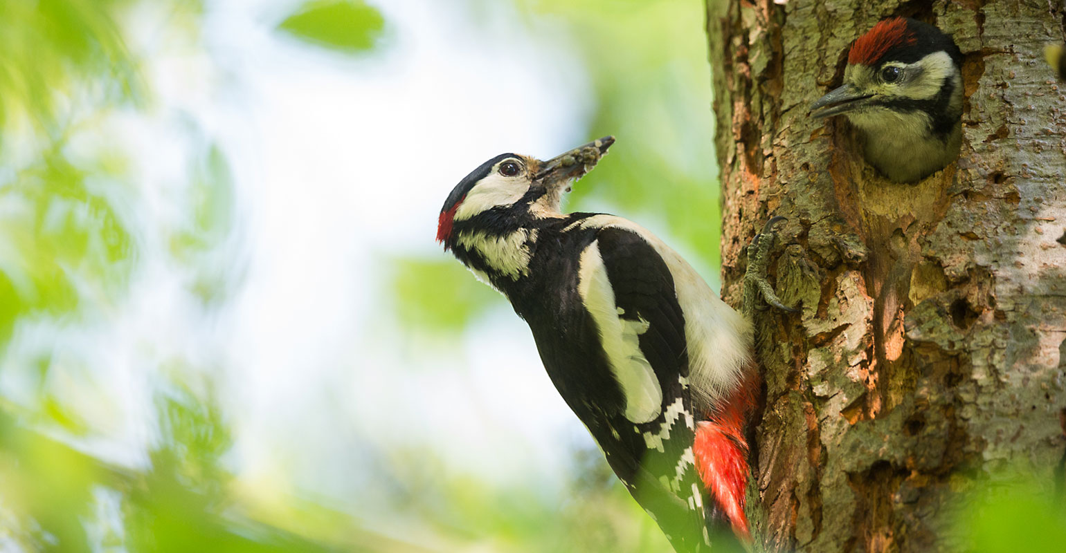 Buntspecht füttert den Nachwuchs. Copyright: Alexandra Wünsch