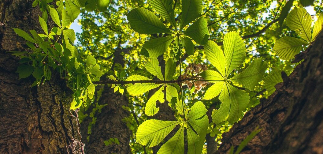 chestnut-tree-7185434-1920 chestnut-tree-7185434-1920