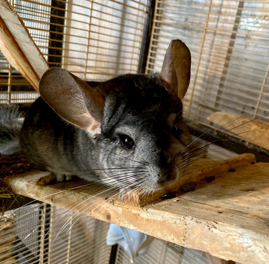 chinchilla_paul_und_paulchen_1.900x0 chinchilla_paul_und_paulchen_1.900x0
