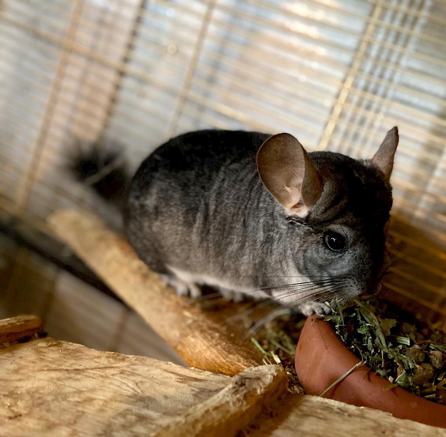 chincilla_paul_und_paulchen_3.900x0 chincilla_paul_und_paulchen_3.900x0