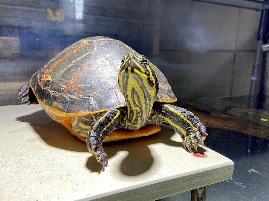 emmy_wasserschildkrote.900x0 emmy_wasserschildkrote.900x0