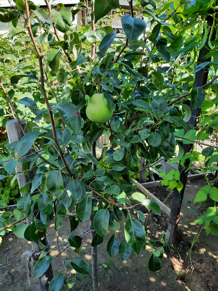Erste_Birne Erste_Birne