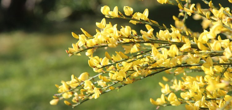 etienne-f59-broom-yellow-5077730