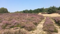 Familienwanderung-in-die-Suedheide_medium