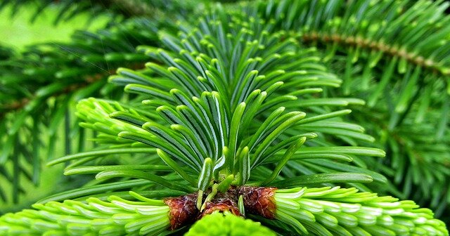 fir-tree-g2c0ac057b_640 fir-tree-g2c0ac057b_640