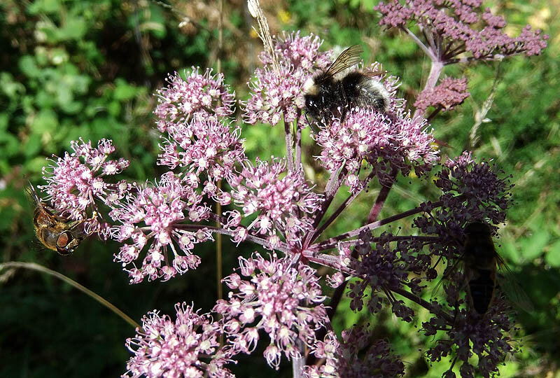 fliege-hummel-justus-siebert-2013-08-10-800 fliege-hummel-justus-siebert-2013-08-10-800