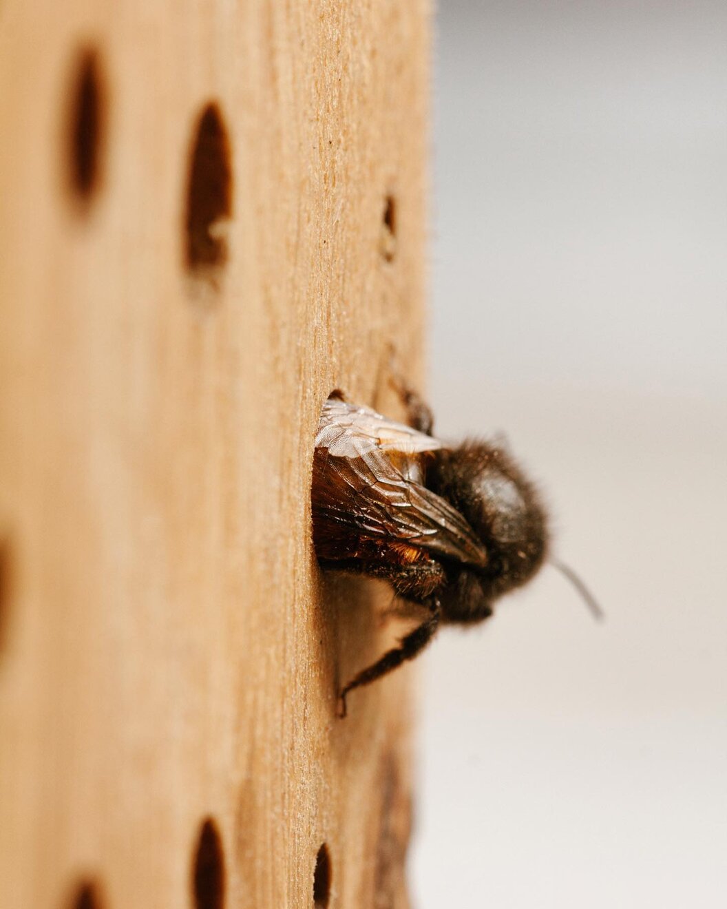 flowbee29488_n flowbee29488_n