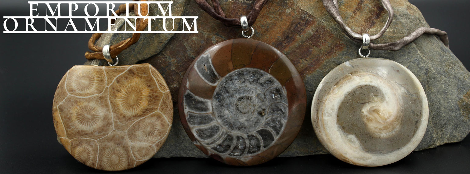 Fossilien Fossilien