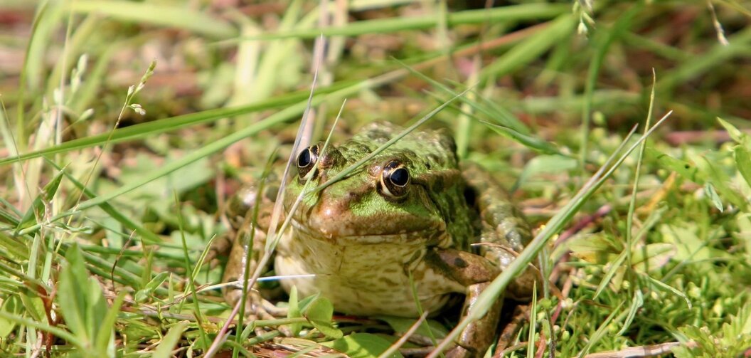 frog-683988-1920