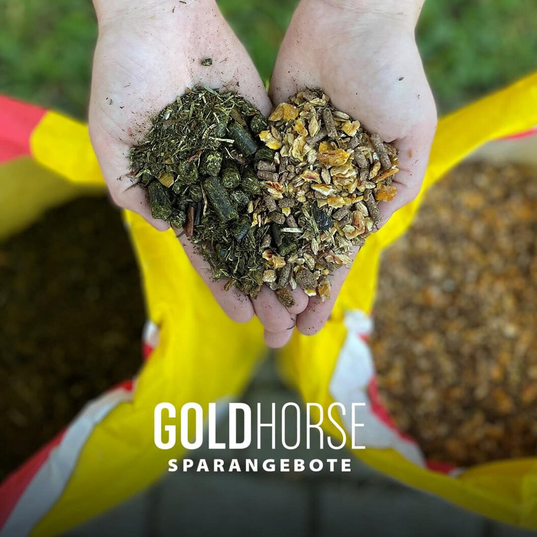 goldhorse goldhorse