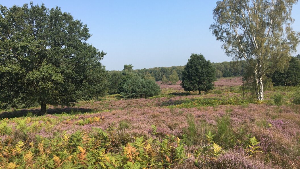 Heide_Sommer_2 Heide_Sommer_2
