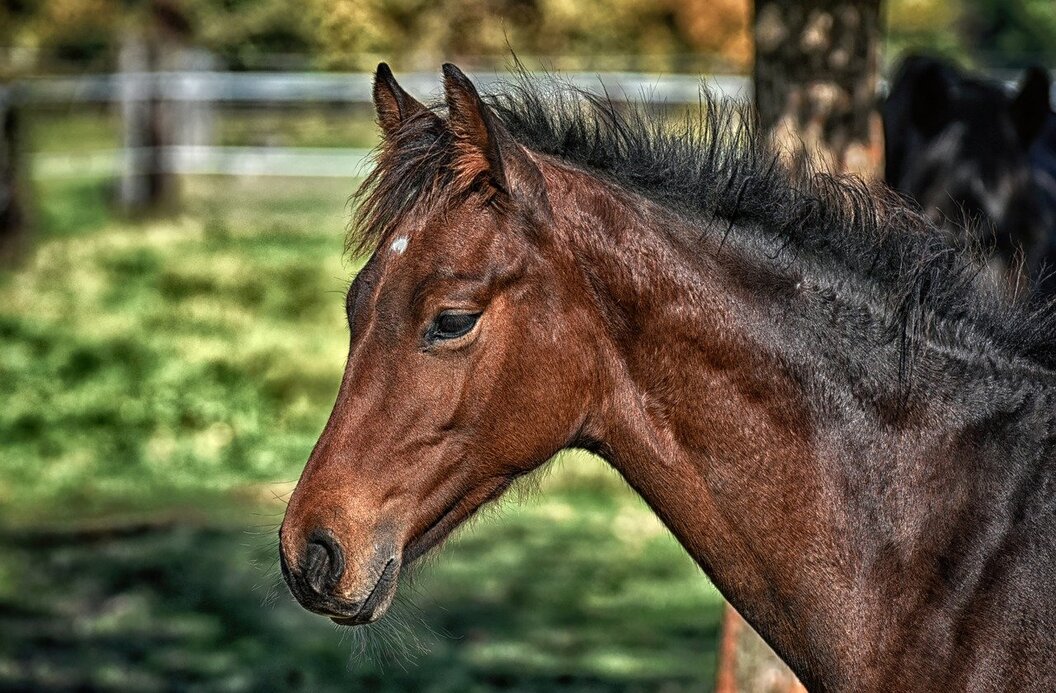 horse-g524dd4282_1280 horse-g524dd4282_1280