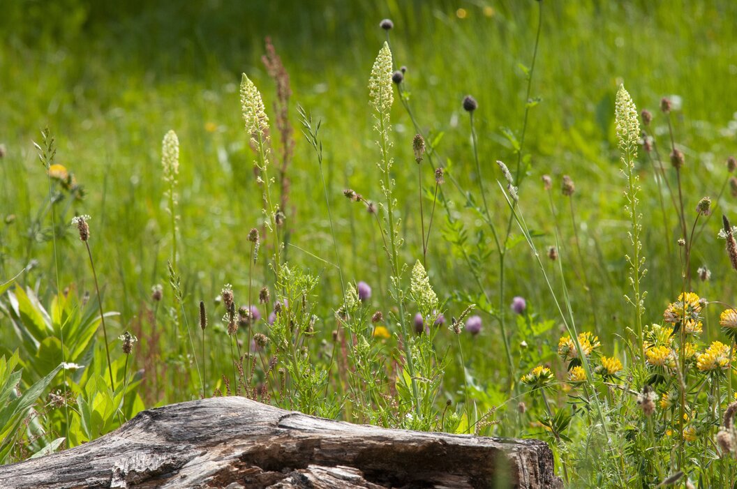 Lebensraum_Naturgarten Lebensraum_Naturgarten