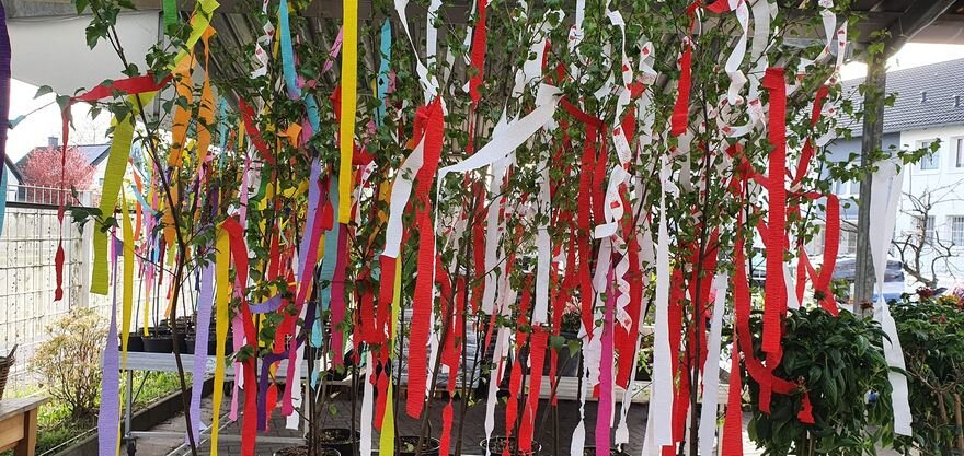 maibaum