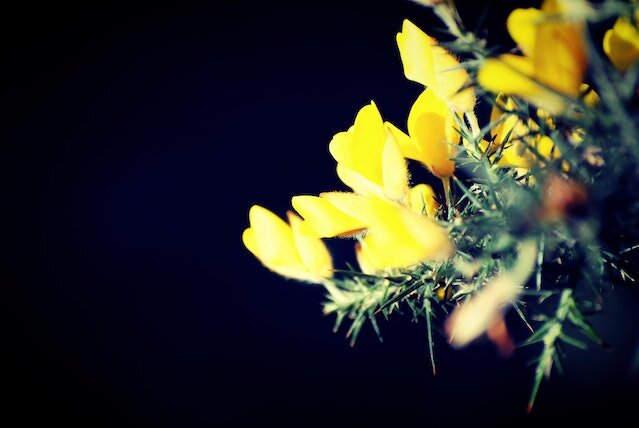 pexels-picography-4650 pexels-picography-4650