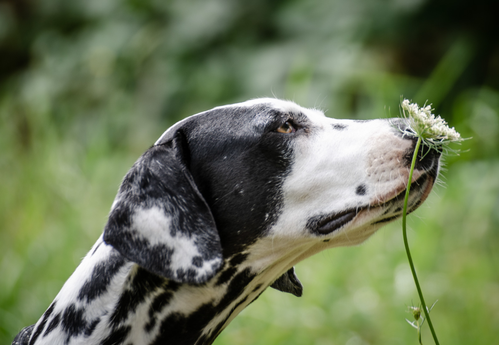 Pippa-190713-29 Pippa-190713-29