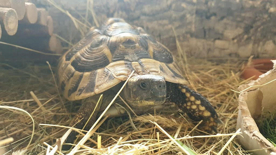 ragnar_schildkrote.900x0 ragnar_schildkrote.900x0