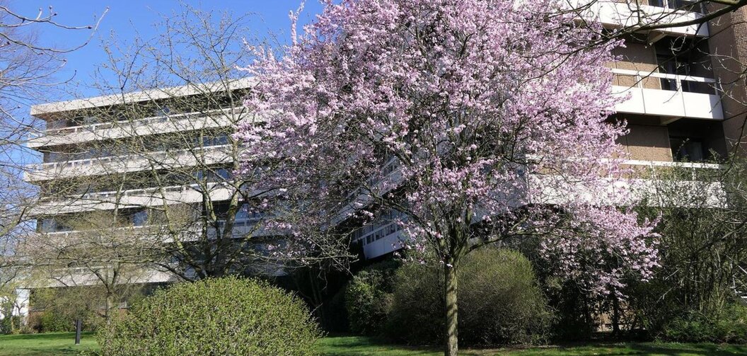rathaus-fruehling-2019-troisdorf-2