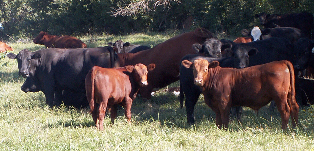 Red-angus Red-angus