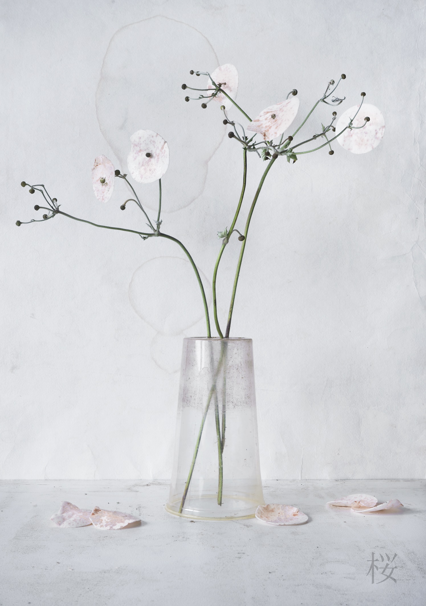 Sakura_2018__c__Rainer_Griese Sakura_2018__c__Rainer_Griese