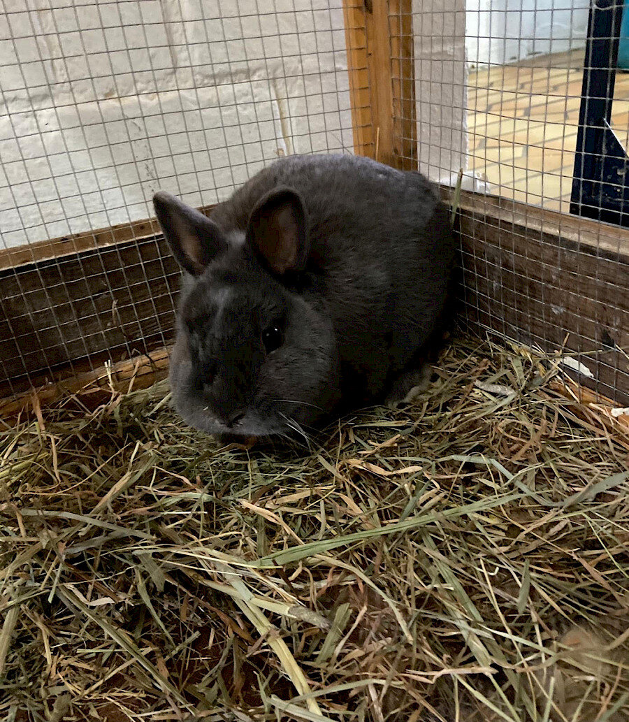 speedy_zwergkaninchen.900x0 speedy_zwergkaninchen.900x0
