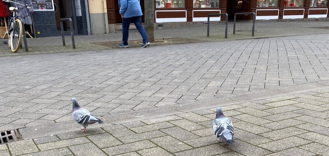 tauben-bild-2.0 tauben-bild-2.0