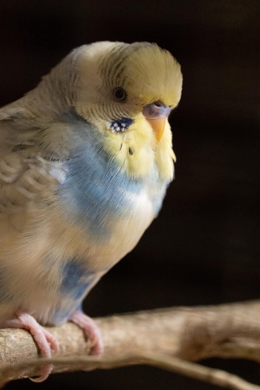 tierheim tierheim
