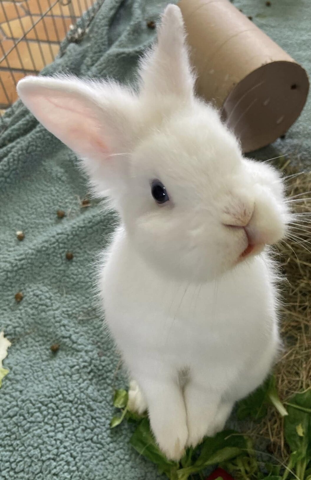 tierheim tierheim