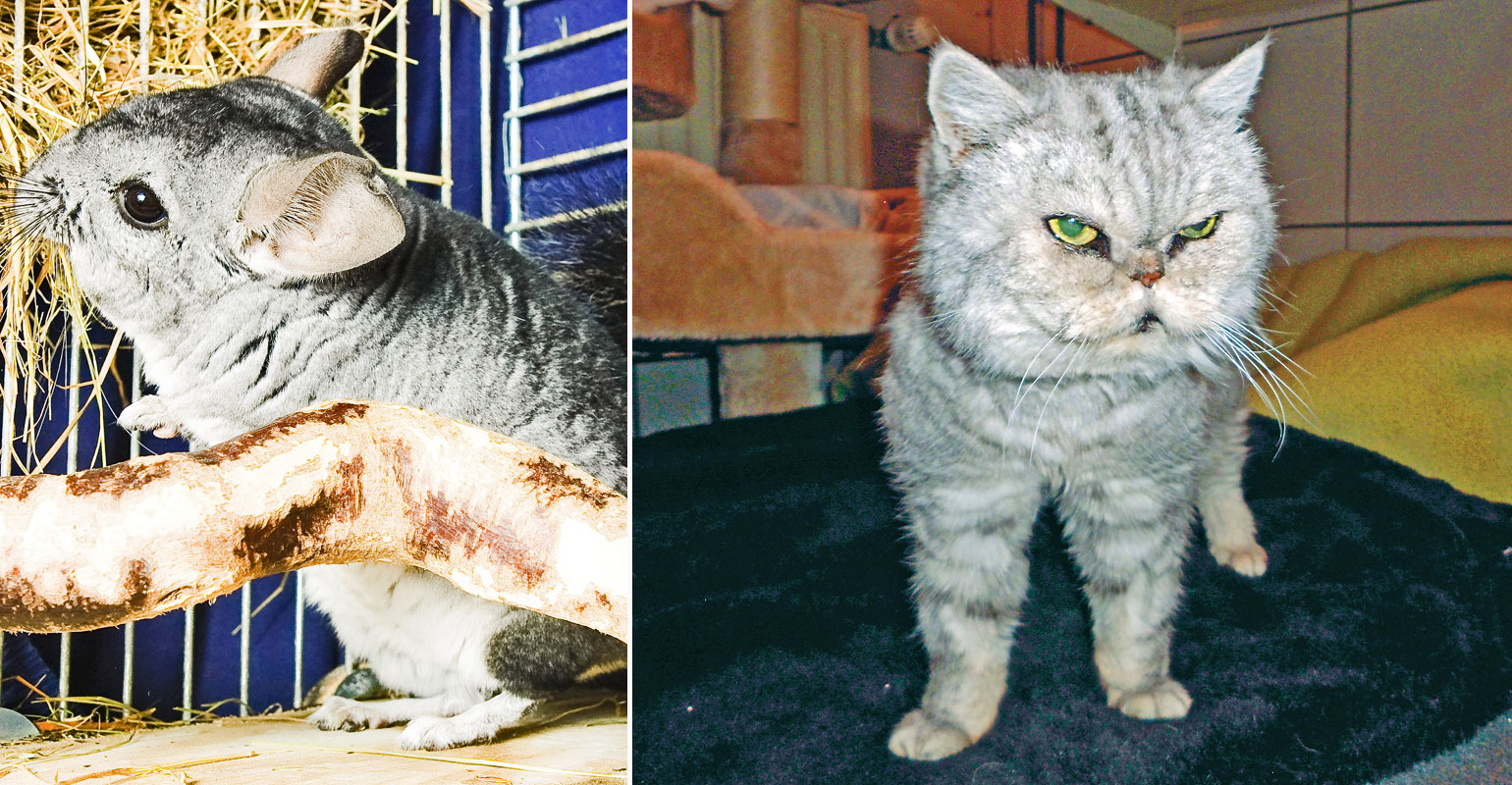 Tierheim_Katze Tierheim_Katze