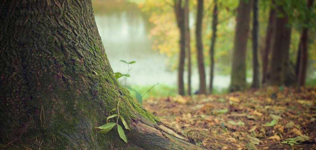 tree-569275-1920 tree-569275-1920