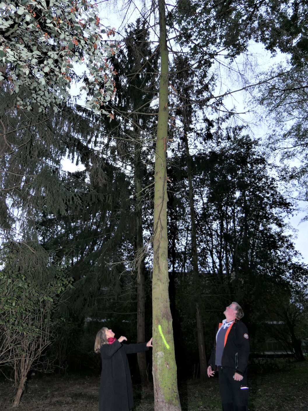 Umweltamt_Baumfällen_Okt._2020__2__klein Umweltamt_Baumfällen_Okt._2020__2__klein