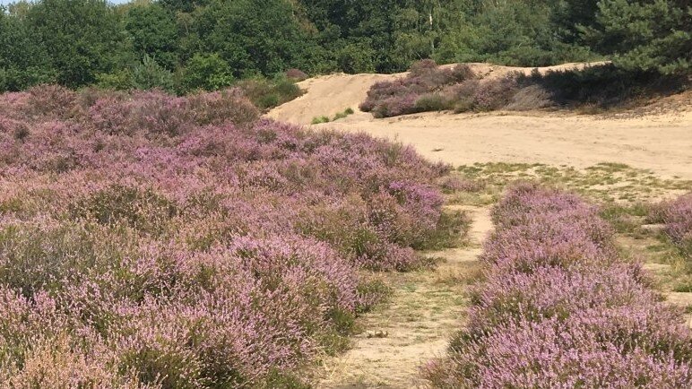 wahner heide wahner heide