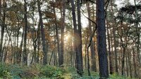 Waldabenteuer-fuer-Schlaufuechse_medium Waldabenteuer-fuer-Schlaufuechse_medium