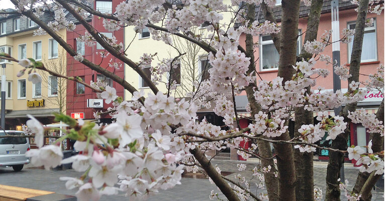Kirschblüte beim ZiTi-Baum