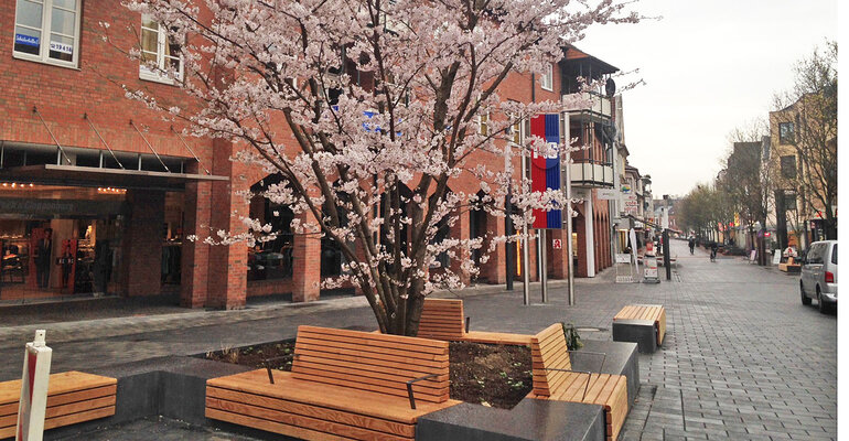 Kirschlblüte beim ZiTi-Baum