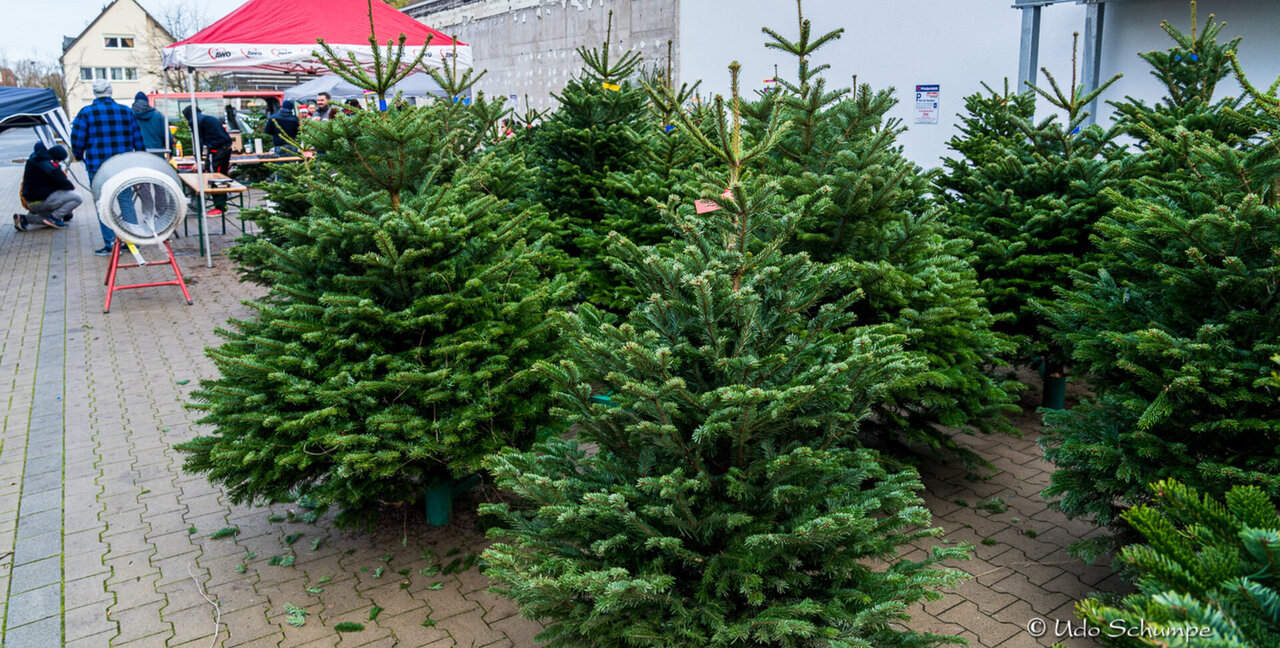Hoffner Weihnachtsbaumverkauf 2023