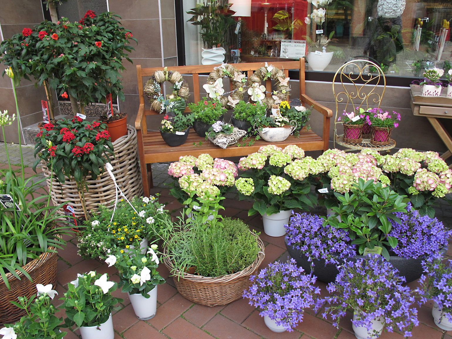 Troisdorf City Viele bunte Garten und Balkonblumen jetzt bei Mohn