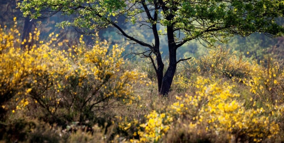 Troisdorf City Angebot Des Portal Wahner Heide Wanderung Zur