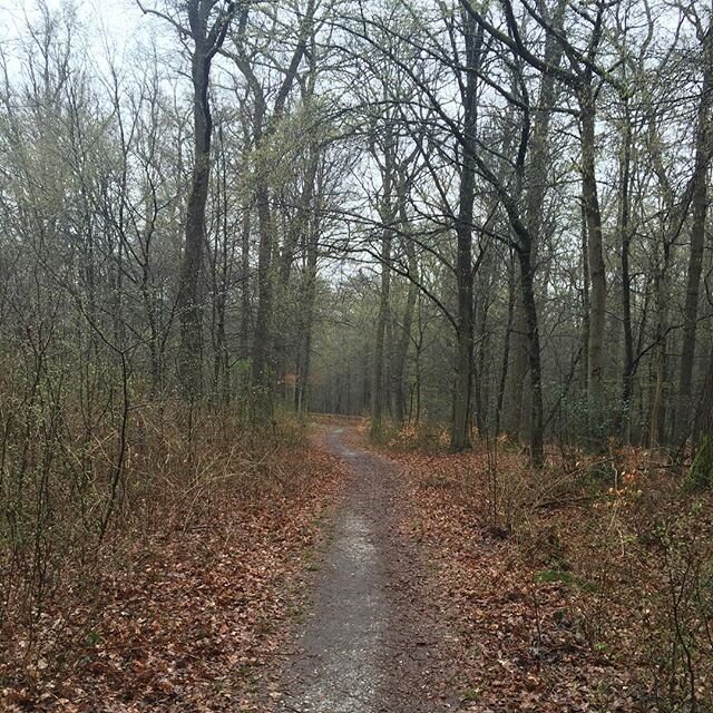 Eher herbstliches statt frühlingshaftes Wetter in Troisdorf wahnerheide ortsteil Altenrath wald natur trocity trolive trocitylive stadttroisdorf