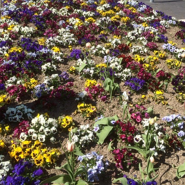 Schöne neue Blumen vor dem Rathaus troisdorf