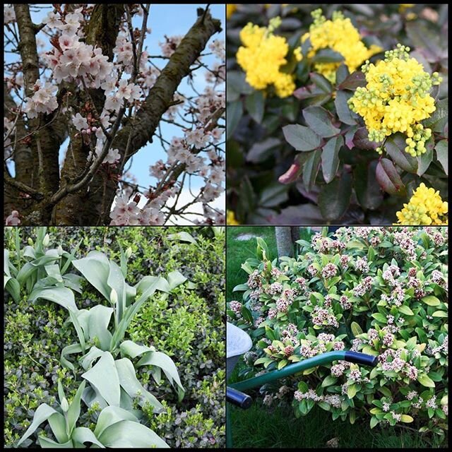 Unser Schülerpraktikant hat zum Thema Frühling in Oberlar sehr schöne Fotos mitgebracht  Troisdorf trocity trolive trocitylive stadtteil oberlar fr...