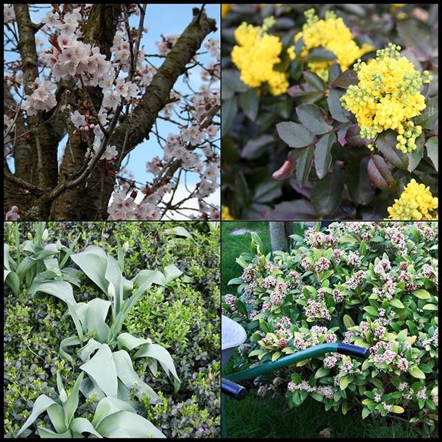 Unser Schülerpraktikant hat zum Thema Frühling in Oberlar sehr schöne Fotos mitgebracht Troisdorf trocity trolive trocitylive stadtteil oberlar fr... Unser Schülerpraktikant hat zum Thema Frühling in Oberlar sehr schöne Fotos mitgebracht Troisdorf trocity trolive trocitylive stadtteil oberlar fr...