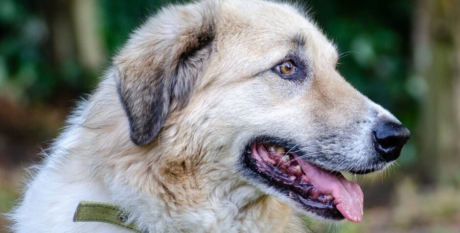 Tierheim Troisdorf Hunde